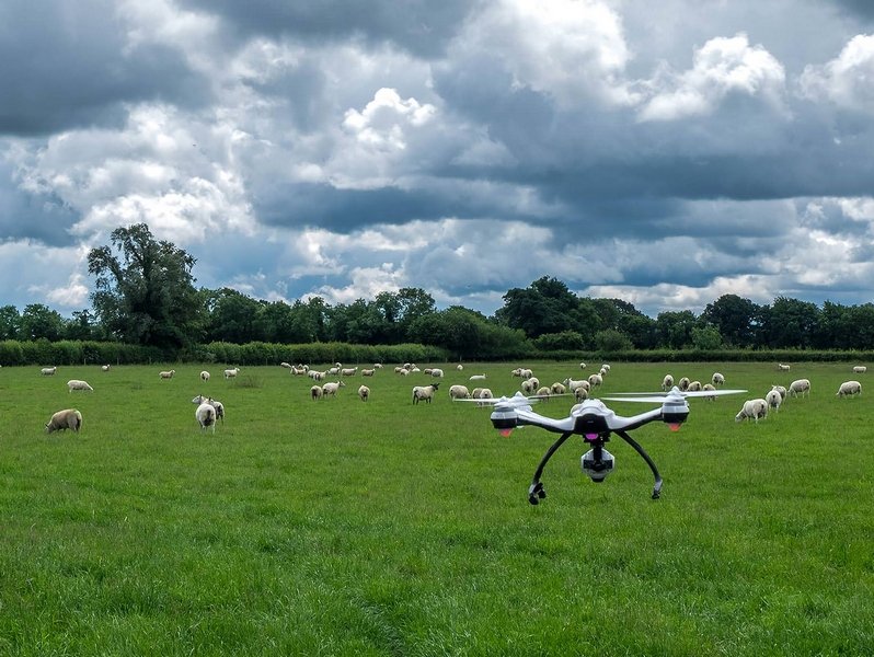 дрон над стадом овец