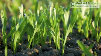 6 фактов о протравителях, которые сберегут ваши деньги