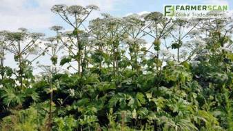 Суперсорняк борщевик Сосновского: эффективные меры борьбы