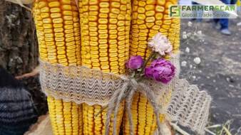 Международный День поля-2018 в селе Созоновка