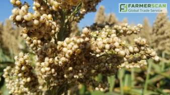 Вы знаете как сорго шелестит: как прошел день поля от ДП «Рейлин»