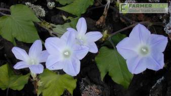 На Одесской таможни обнаружили карантинный сорняк