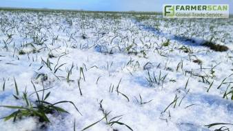 Состояние озимых культур на начало зимы. Комментарий исследовательского института