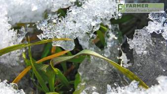 Эксперты уверяют: озимые смогут выдержать сильные морозы и снег