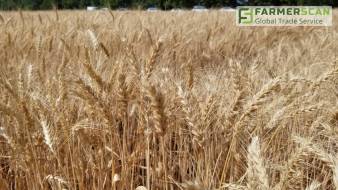 Завершение уборки зерновых 2018 в центральном и южном регионах Украины