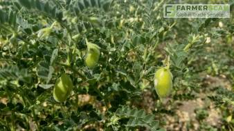 Нут – клондайк украинского агрорынка