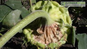 Распространенные заболевания подсолнечника: пути преодоления