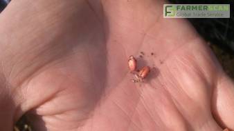 Озимые зерновые. Актуальные рекомендации ученых