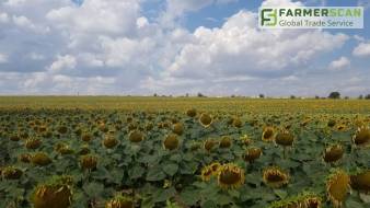 3 метода определения биологической урожайности подсолнечника