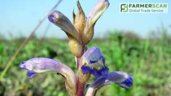 ТОП 6 главных вопросов и ответов о заразихе подсолнечниковой