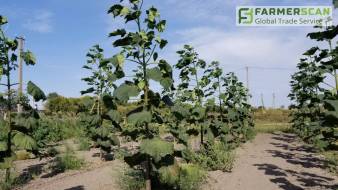 Из фермера в плантаторы: Павловния - новое направление в агробизнесе Или как получить деловой лес всего за 5 лет