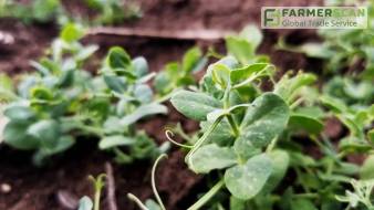 Почему украинским аграриям стоит сеять озимый горох?