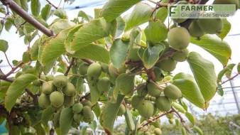 Мини-киви: французская ягода в Одесской области