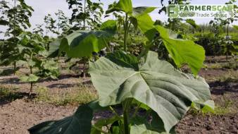 ТОП 5 способов  прогореть на выращивании павловнии