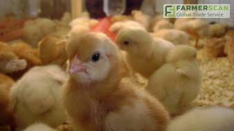 Как выращивать цыплят. Советы для начинающих птицеводов