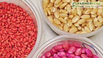 Как выбрать качественный посевной материал