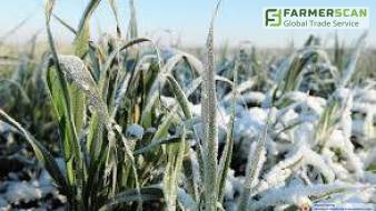 Топ 5 причин гибели озимых культур в зимний и ранневесенний периоды