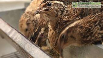 Интервью с практиком: разведение перепелов