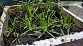 Состояние озимых: методы оценки перезимовки