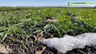 Озимые зерновые: состояние посевов и рекомендации по подкормке