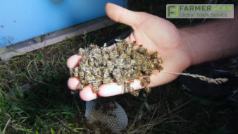 Повторится ли массовое вымирание пчел в новом сезоне? Предостережения экспертов