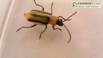 Действенные методы борьбы с западным кукурузным жуком