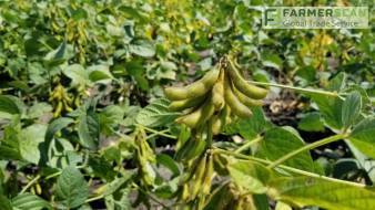 Готовь сани летом: об экспорте зерновых и фитосанитарных требованиях к продукции