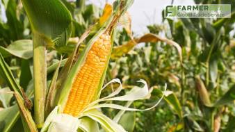 Что нужно учесть, выбирая гибрид кукурузы