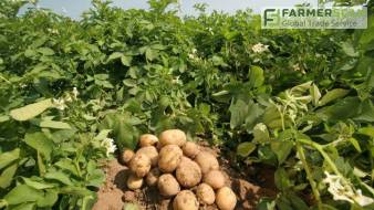 Фунгицидная защита картофеля при посадке может спасти 40% урожая