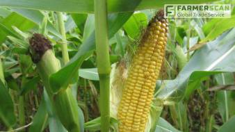 Какой гибрид кукурузы выбрать для условий Центральной Украины. Рекомендации производителей