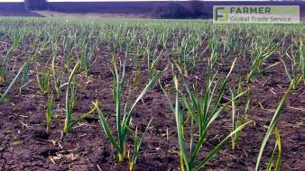 Озимый чеснок: рекомендации по весенним подкормкам