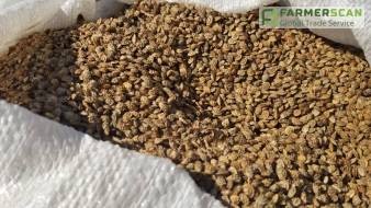 Эспарцет: 10 вопросов специалисту