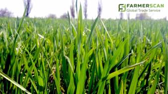 Фитосанитарное состояние посевов: какие болезни уже обнаружено