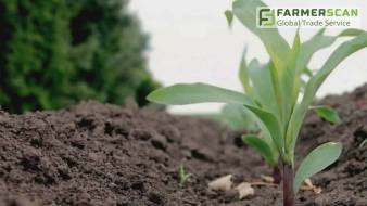 Nachdüngung von Mais mit dem Carbamid-Ammonium-Gemisch in der Phase der Vegetation