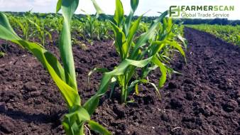 Cómo contar las hojas del maíz