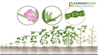 Фазы развития сои: описание и потребности растения