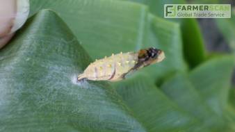 Репейница – кто она такая, какие культуры любит и чего боится