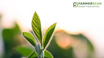 Паутинный клещ: признаки поражения сои и средства защиты