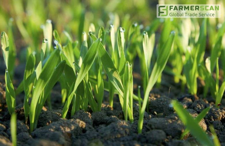 6 facts about protectants that will save your money