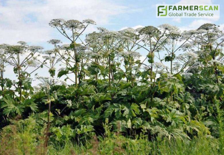 Суперсорняк борщевик Сосновского: эффективные меры борьбы Суперсорняк борщевик Сосновского: эффективные меры борьбы