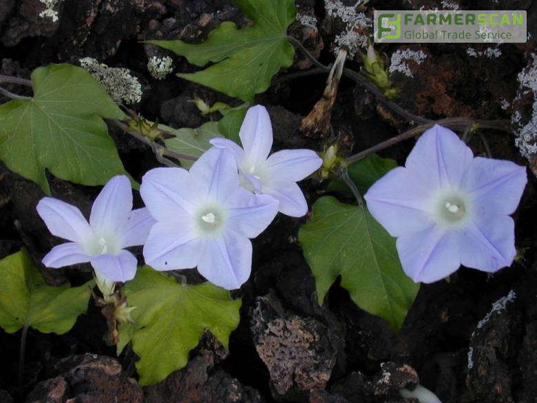 На Одесской таможни обнаружили карантинный сорняк На Одесской таможни обнаружили карантинный сорняк