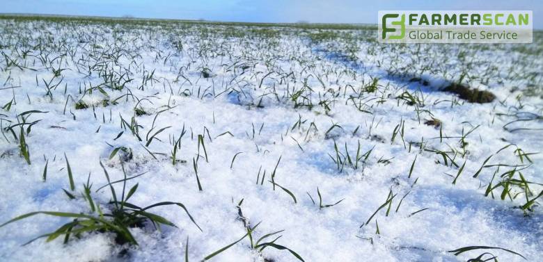 Состояние озимых культур на начало зимы. Комментарий исследовательского института Состояние озимых культур на начало зимы. Комментарий исследовательского института