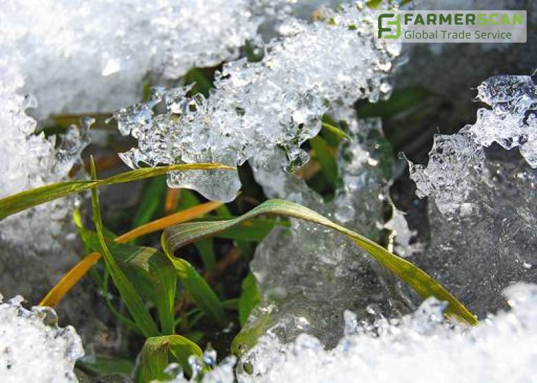 Эксперты уверяют: озимые смогут выдержать сильные морозы и снег Эксперты уверяют: озимые смогут выдержать сильные морозы и снег
