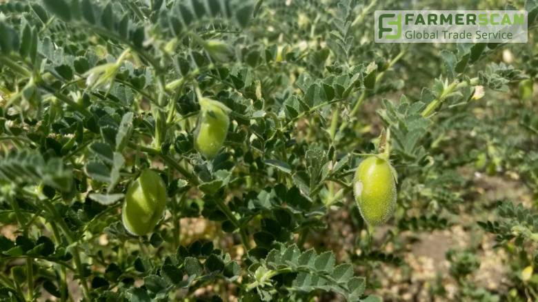 Нут – клондайк украинского агрорынка Нут – клондайк украинского агрорынка