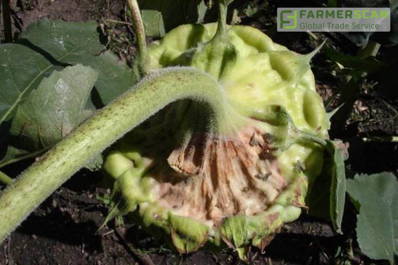 Распространенные заболевания подсолнечника: пути преодоления Распространенные заболевания подсолнечника: пути преодоления