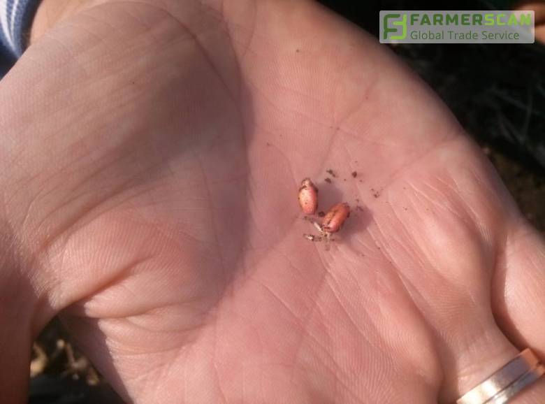 Озимые зерновые. Актуальные рекомендации ученых Озимые зерновые. Актуальные рекомендации ученых