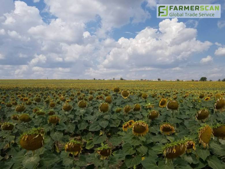 3 метода определения биологической урожайности подсолнечника 3 метода определения биологической урожайности подсолнечника