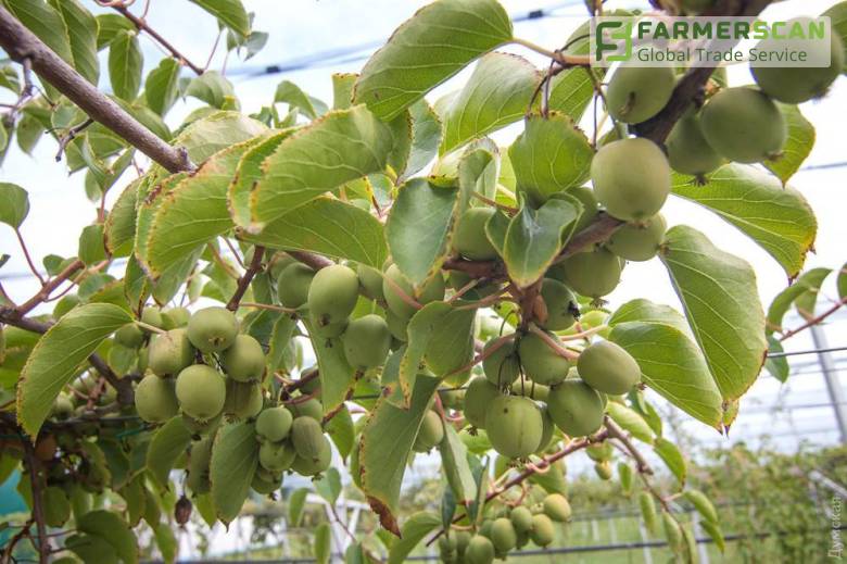 Мини-киви: французская ягода в Одесской области Мини-киви: французская ягода в Одесской области