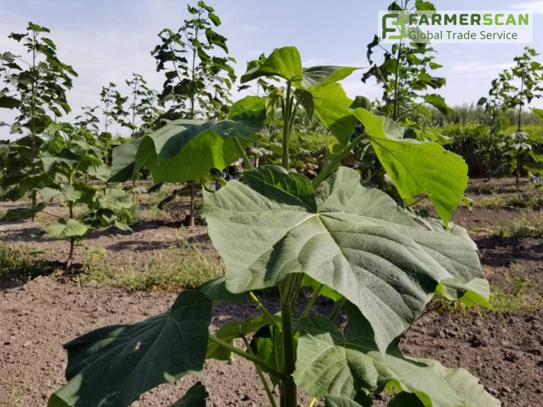 ТОП 5 способов прогореть на выращивании павловнии ТОП 5 способов прогореть на выращивании павловнии