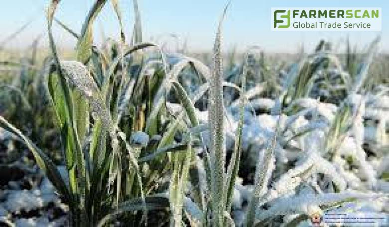 Топ 5 причин гибели озимых культур в зимний и ранневесенний периоды Топ 5 причин гибели озимых культур в зимний и ранневесенний периоды